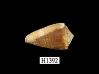 藏品(晚霞芋螺)的圖片